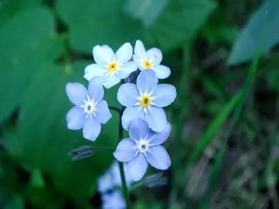 Альпійські рослини фото альпійських квітів і їх назви, субальпійські та альпійські рослини луки (альпійських) Альпійські рослини фото альпійських квітів і їх назви, субальпійські та альпійські рослини луки
