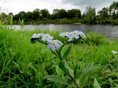 Альпійські рослини фото альпійських квітів і їх назви, субальпійські та альпійські рослини луки (альпійських) Альпійські рослини фото альпійських квітів і їх назви, субальпійські та альпійські рослини луки
