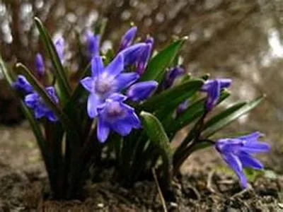 Альпійські рослини фото альпійських квітів і їх назви, субальпійські та альпійські рослини луки (фото) Альпійські рослини фото альпійських квітів і їх назви, субальпійські та альпійські рослини луки