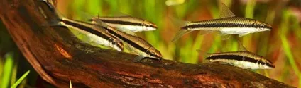 Акваріумні водорослеед огляд видів з фото (видів) Акваріумні водорослеед огляд видів з фото