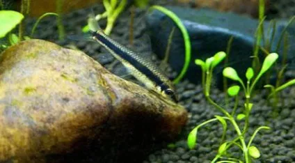 Акваріумна рибка водорослеед опис, особливості змісту, догляд та відгуки (рибка) Акваріумна рибка водорослеед опис, особливості змісту, догляд та відгуки