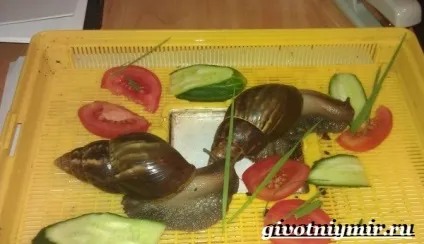 африканський равлик