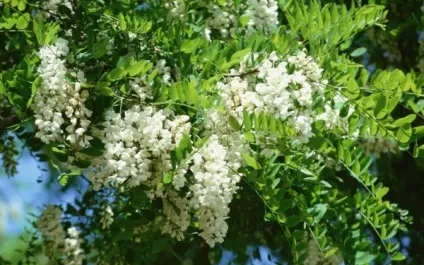 Акація білого кольору (робиния) опис, фото дерева, застосування, розмноження, цілющі властивості (настоянка білої акації застосування) Акація білого кольору (робиния) опис, фото дерева, застосування, розмноження, цілющі властивості