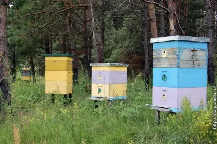 Американський гнилець, лікування, блог сергея самойлова (американський гнилець лікування) Американський гнилець, лікування, блог сергея самойлова
