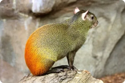 Агути (лат