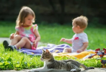 Алергія на кішок у вона проявляється, ru-babyhealth (проявляється) Алергія на кішок у вона проявляється, ru-babyhealth