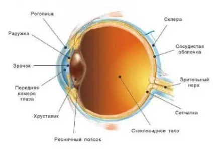 Амбліопія очі що це таке і як її лікувати (носіння контактних лінз) Амбліопія очі що це таке і як її лікувати