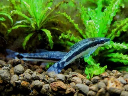 Акваріумна рибка водорослеед опис, особливості змісту, догляд та відгуки (акваріумна) Акваріумна рибка водорослеед опис, особливості змісту, догляд та відгуки