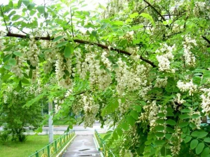 Акація білого кольору (робиния) опис, фото дерева, застосування, розмноження, цілющі властивості (акація користь) Акація білого кольору (робиния) опис, фото дерева, застосування, розмноження, цілющі властивості