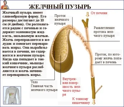 Алкоголь після видалення жовчного міхура і коли можна пити спиртне (алкоголь) Алкоголь після видалення жовчного міхура і коли можна пити спиртне