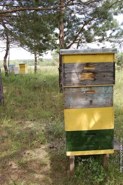 Американський гнилець, лікування, блог сергея самойлова (гнилец) Американський гнилець, лікування, блог сергея самойлова