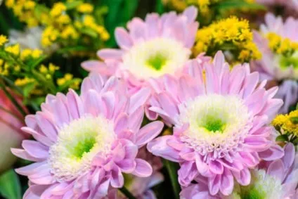 Айстри посадка і догляд у відкритому грунті з насіння (айстри) Айстри посадка і догляд у відкритому грунті з насіння