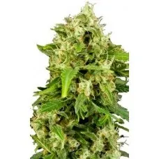 Auto critical fem