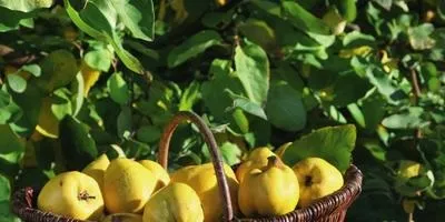 Айва посадка і догляд, опис сортів (сортів) Айва посадка і догляд, опис сортів