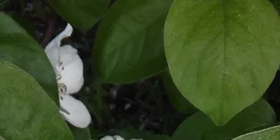Айва посадка і догляд, опис сортів (посадка) Айва посадка і догляд, опис сортів