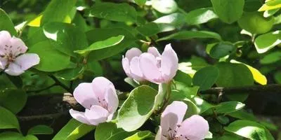 Айва посадка і догляд, опис сортів (посадка) Айва посадка і догляд, опис сортів
