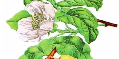 Айва посадка і догляд, опис сортів (айва) Айва посадка і догляд, опис сортів
