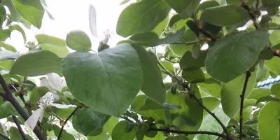 Айва посадка і догляд, опис сортів (сортів) Айва посадка і догляд, опис сортів