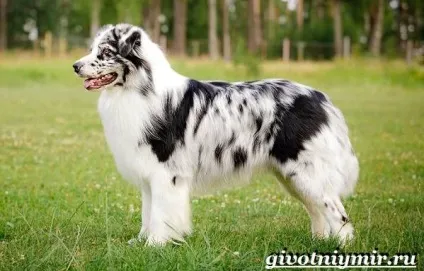 Аусси собака