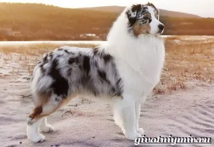 Аусси собака