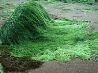 Битва з - зеленої - водою, коропи які, обладнання для ставка, плівка для водойми (латаття) Битва з - зеленої - водою, коропи які, обладнання для ставка, плівка для водойми