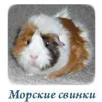 Вагітність і пологи у хом'яків (поведінку) Вагітність і пологи у хом'яків