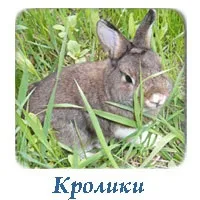 Вагітність і пологи у хом'яків (різностатеві) Вагітність і пологи у хом'яків
