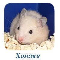 Вагітність і пологи у хом'яків (зміст) Вагітність і пологи у хом'яків