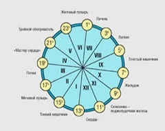 Біологічний годинник органів людини (годинник) Біологічний годинник органів людини