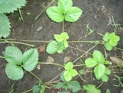 безвуса суниця