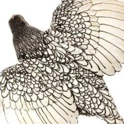 Бентамки Сібрайт (sebright) в каталозі порід (sebright) Бентамки Сібрайт (sebright) в каталозі порід
