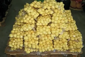 Белоукраінскіе сорти картоплі, придатні для вакуумування (вакуумування) Белоукраінскіе сорти картоплі, придатні для вакуумування