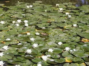 Битва з - зеленої - водою, коропи які, обладнання для ставка, плівка для водойми (для коропів які) Битва з - зеленої - водою, коропи які, обладнання для ставка, плівка для водойми