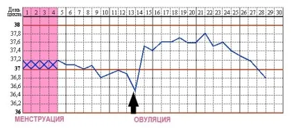 Базальна температура перед місячними - яка повинна бути, за скільки днів до місячних падає, 37, (температура) Базальна температура перед місячними - яка повинна бути, за скільки днів до місячних падає, 37,
