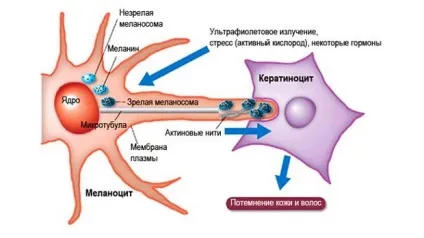 Білі плями на шкірі після засмаги з'являються при, лікування і маленькі (шкірі) Білі плями на шкірі після засмаги з'являються при, лікування і маленькі