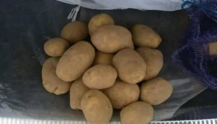 Білоруська красуня