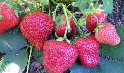 Безвуса полуниця сорту, опис фото (полуниця) Безвуса полуниця сорту, опис фото
