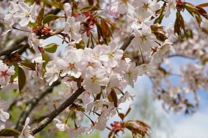 Бірюлевская дендропарк - як доїхати до парку в барелів, адреса, карта, схема (парку) Бірюлевская дендропарк - як доїхати до парку в барелів, адреса, карта, схема
