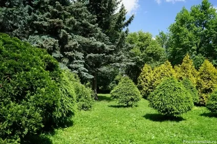 Бірюлевская дендропарк - як доїхати до парку в барелів, адреса, карта, схема (парку) Бірюлевская дендропарк - як доїхати до парку в барелів, адреса, карта, схема