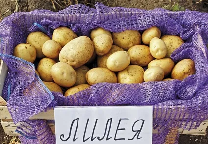 Белоукраінскіе сорти картоплі, придатні для вакуумування (придатні для вакуумування) Белоукраінскіе сорти картоплі, придатні для вакуумування
