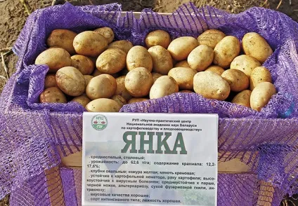 Белоукраінскіе сорти картоплі, придатні для вакуумування (сорти) Белоукраінскіе сорти картоплі, придатні для вакуумування
