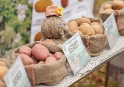Белоукраінскіе сорти картоплі характеристика, переваги для білорусі, сорти картоплі, опис, (білорусі) Белоукраінскіе сорти картоплі характеристика, переваги для білорусі, сорти картоплі, опис,