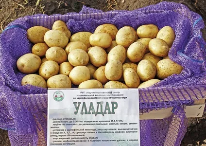 Белоукраінскіе сорти картоплі, придатні для вакуумування (картоплі) Белоукраінскіе сорти картоплі, придатні для вакуумування