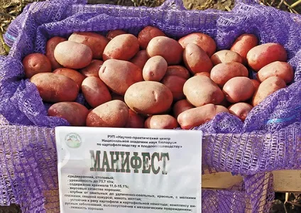 Белоукраінскіе сорти картоплі, придатні для вакуумування (придатні для вакуумування) Белоукраінскіе сорти картоплі, придатні для вакуумування