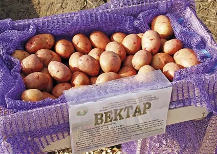Белоукраінскіе сорти картоплі, придатні для вакуумування (картоплі) Белоукраінскіе сорти картоплі, придатні для вакуумування