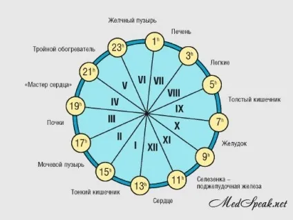 Біологічний годинник органів людини (кровообігу репродуктивних органів) Біологічний годинник органів людини