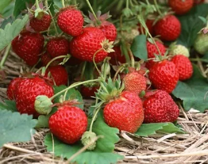 Безвуса полуниця сорту, опис фото (сорти) Безвуса полуниця сорту, опис фото