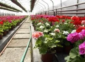 Бізнес по вирощуванню грибів - як ніколи актуальна діяльність (бізнес) Бізнес по вирощуванню грибів - як ніколи актуальна діяльність