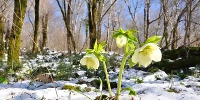 Хвороби квітів та їх профілактика (квітів) Хвороби квітів та їх профілактика