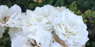 Хвороби квітів та їх профілактика (квітів) Хвороби квітів та їх профілактика